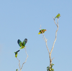 Amazona leucocephala