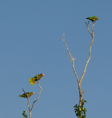 Amazona leucocephala