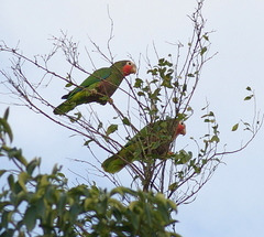 Amazona leucocephala