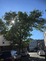 Platanus × hispanica