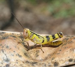 Zebratula flavonigra