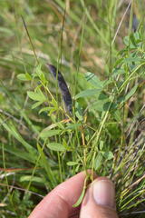 Chamaecytisus purpureus