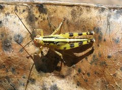 Zebratula flavonigra