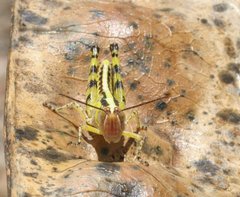 Zebratula flavonigra