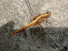 Orthetrum glaucum