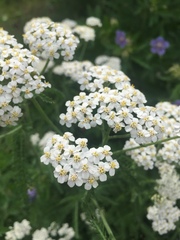 Achillea millefolium