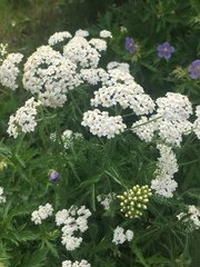 Achillea millefolium
