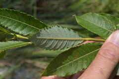 Salix appendiculata