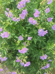 Geranium pratense