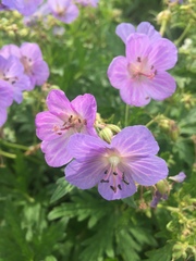 Geranium pratense