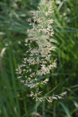 Calamagrostis varia