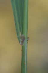 Calamagrostis varia