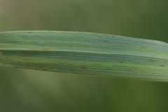Calamagrostis varia