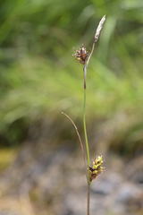 Carex hostiana
