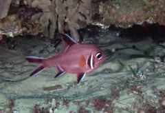Trachichthys australis