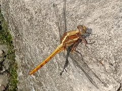 Orthetrum glaucum