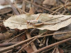 Eurepa wirkutta