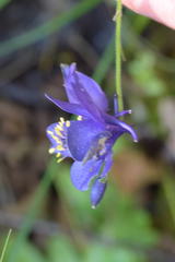 Aquilegia confusa