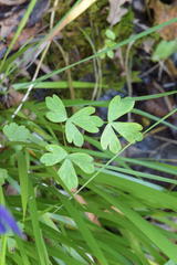 Aquilegia confusa