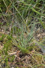 Hieracium porrifolium
