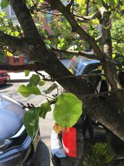 Pyrus calleryana