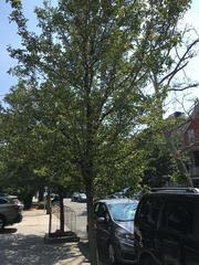 Pyrus calleryana