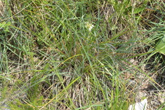 Hieracium porrifolium