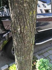 Pyrus calleryana