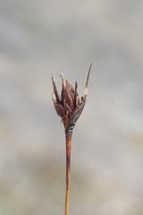 Schoenus nigricans