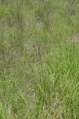 Schoenus nigricans