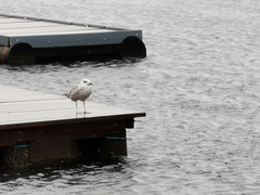 Larus