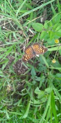 Phyciodes graphica graphica