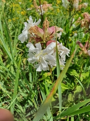 Saponaria officinalis