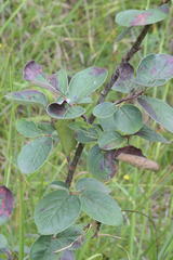 Cotoneaster tomentosus