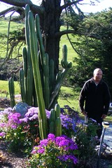 Trichocereus macrogonus