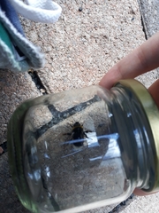 Bombus