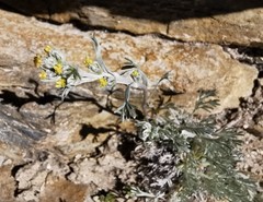 Artemisia umbelliformis