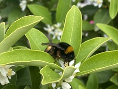 Bombus