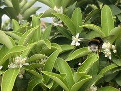 Bombus