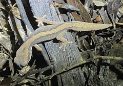 Giant Stone Gecko photo 4