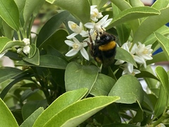 Bombus