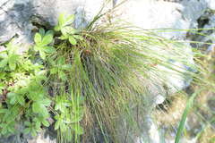 Carex mucronata
