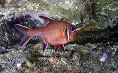 Trachichthys australis