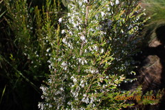 Erica fuscescens