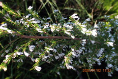 Erica fuscescens