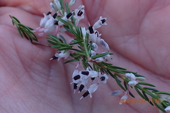 Erica fuscescens
