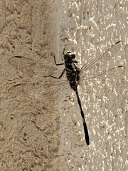 Orthetrum sabina