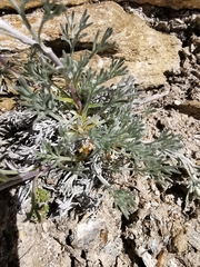 Artemisia umbelliformis