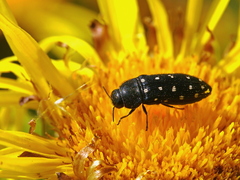 Acmaeodera octodecimguttata