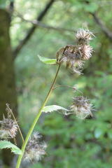 Cirsium carniolicum